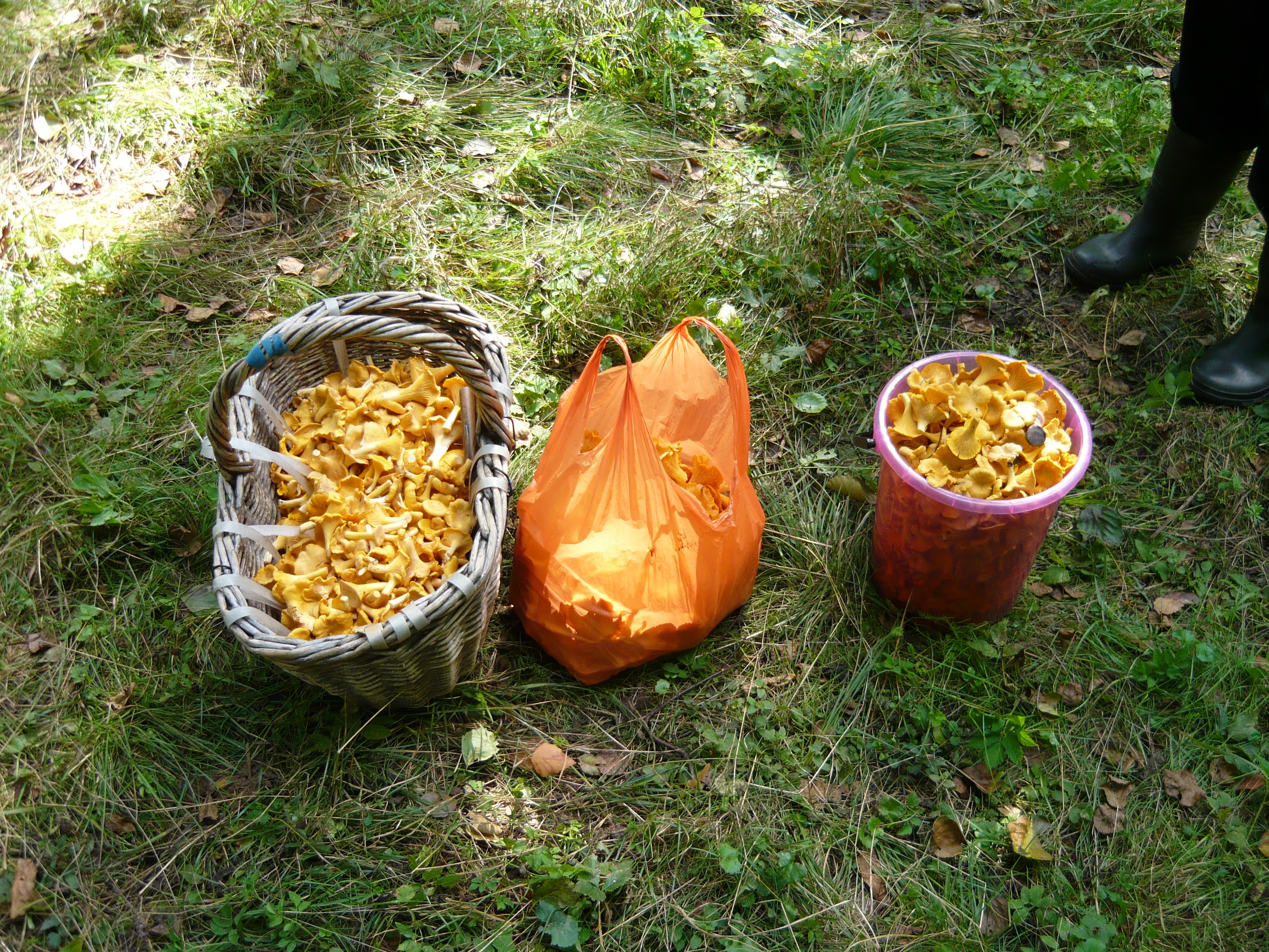 грибы лисички
